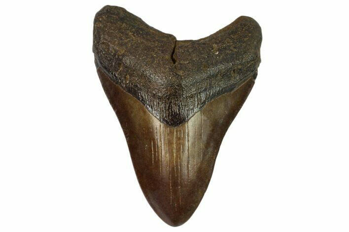 Brown, Fossil Megalodon Tooth - South Carolina #122535